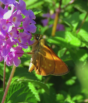 Yehl Skipper male